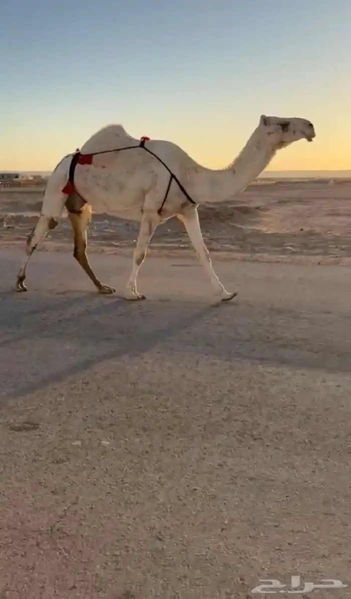 لقحات طيبات منوه القناي لا تخلونها ي القنايه وسعر مناسب 1