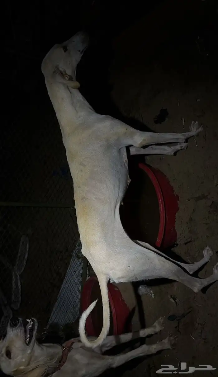 مطلوب سلوقي طيب 0