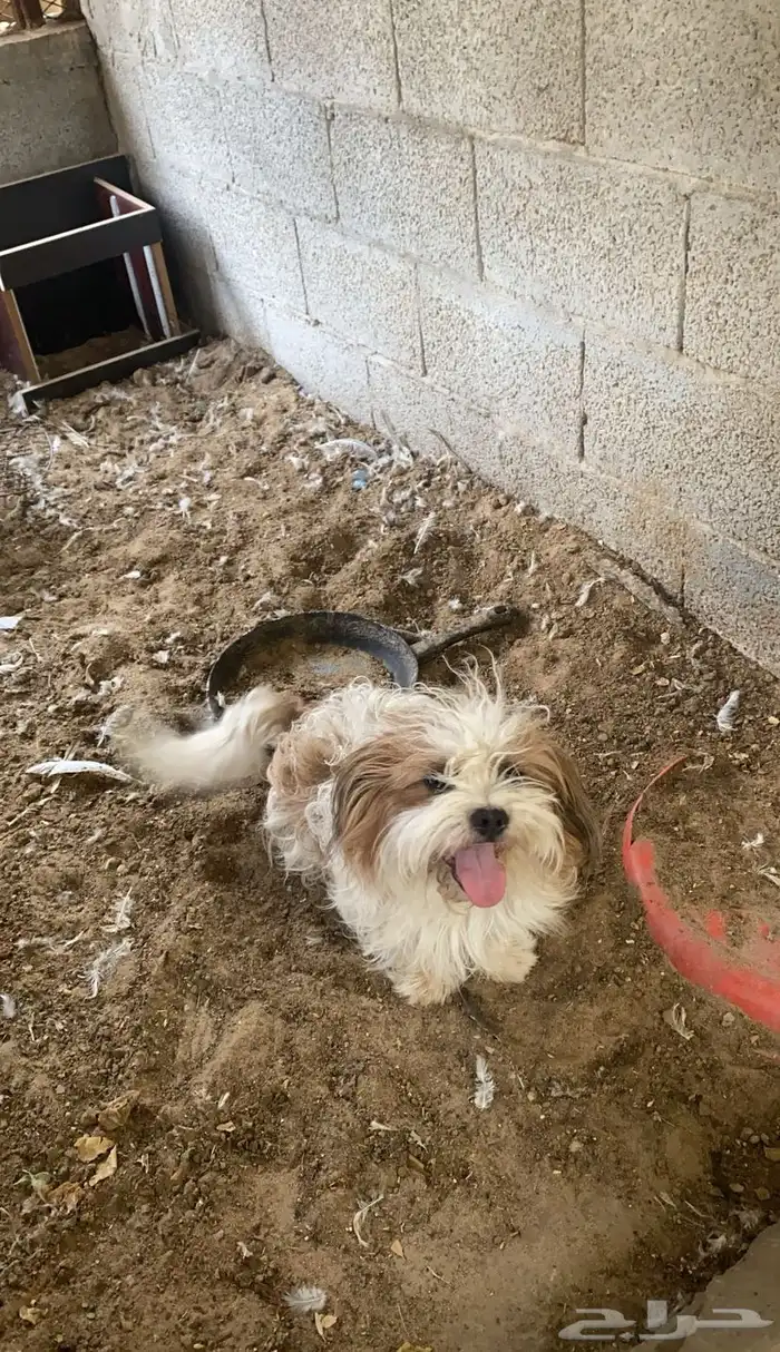 كلب مالتيز للتبني 3