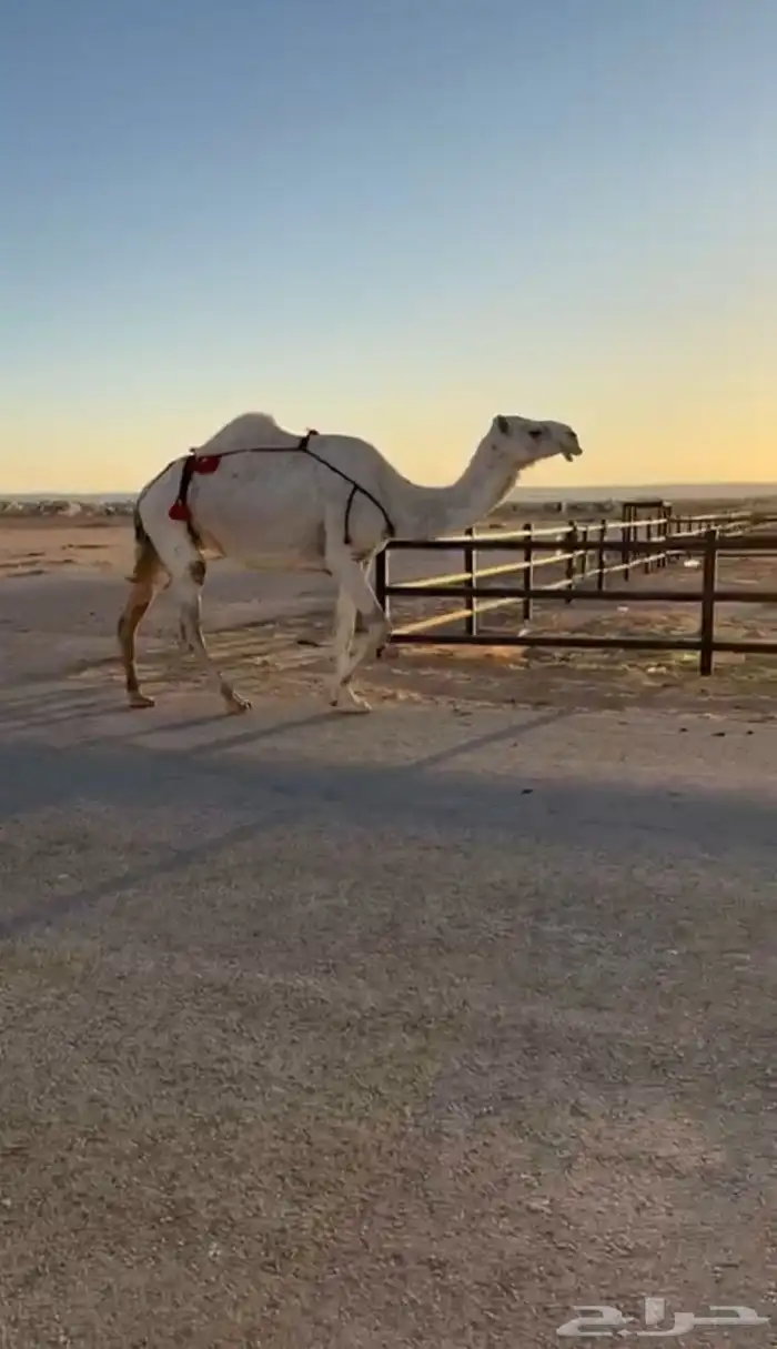 لقحات طيبات منوه القناي لا تخلونها ي القنايه وسعر مناسب 2