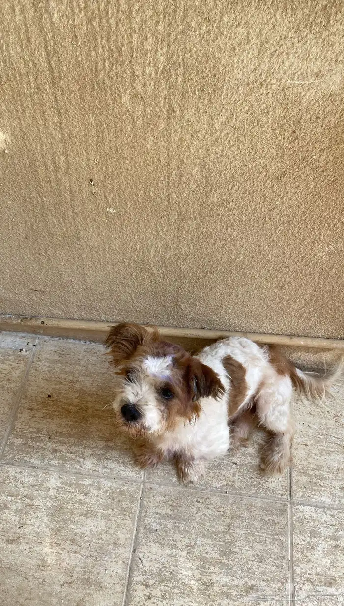 كلب مالتيز للتبني 2