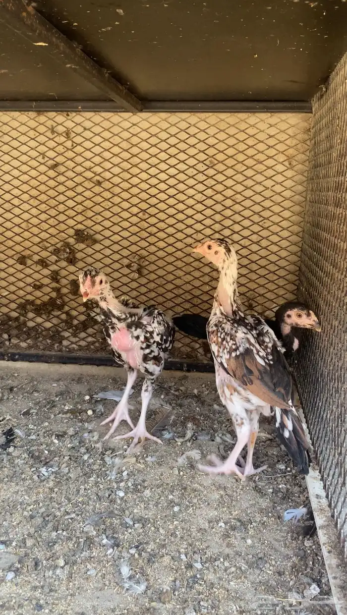 دجاج سندي بيور المجاردة 1