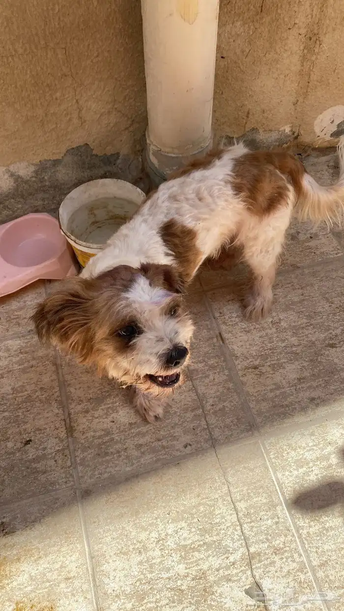 كلب مالتيز للتبني 1