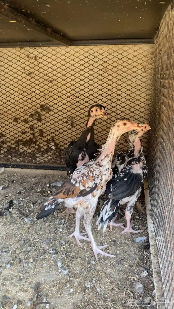 دجاج سندي بيور المجاردة 0