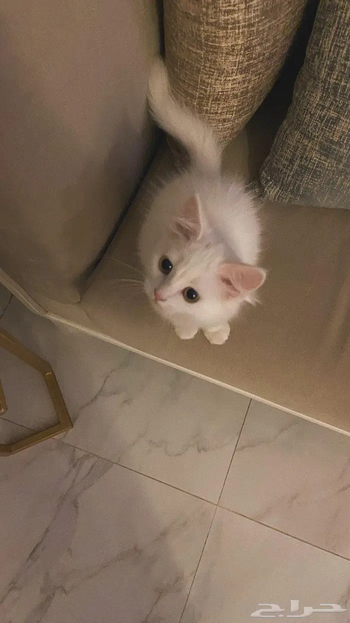 كيتن للبيع شيرازي 0