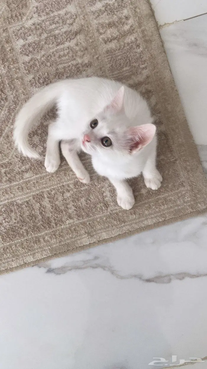 كيتن للبيع شيرازي 3