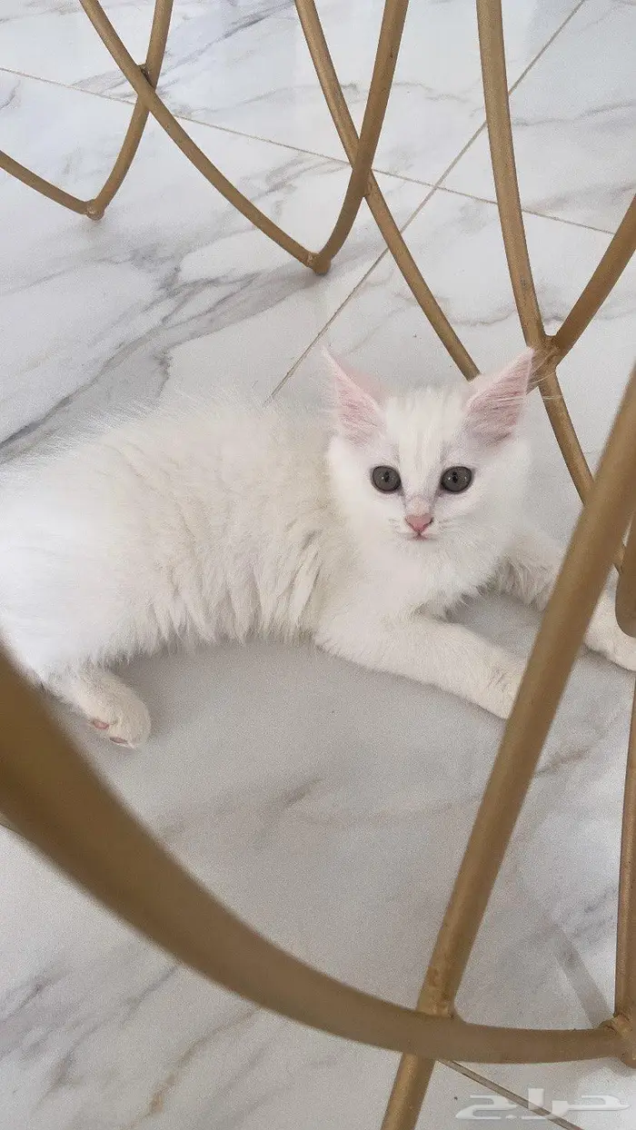 كيتن للبيع شيرازي 1