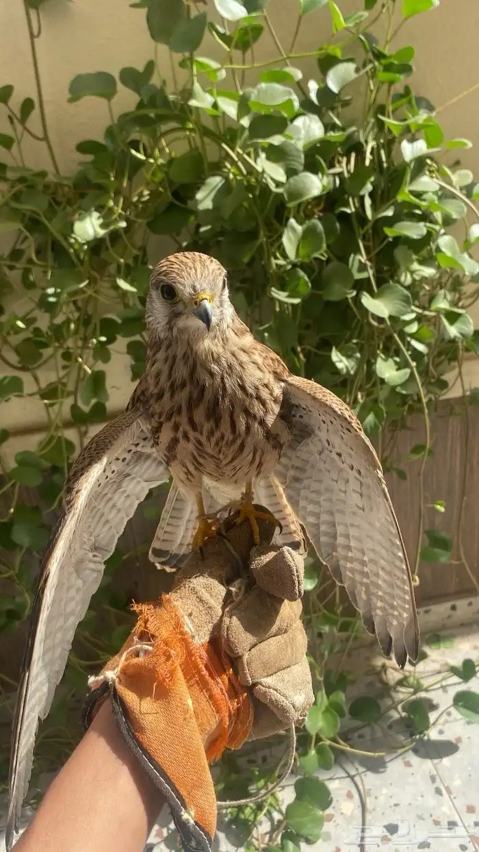 للبيع حدي 95 0