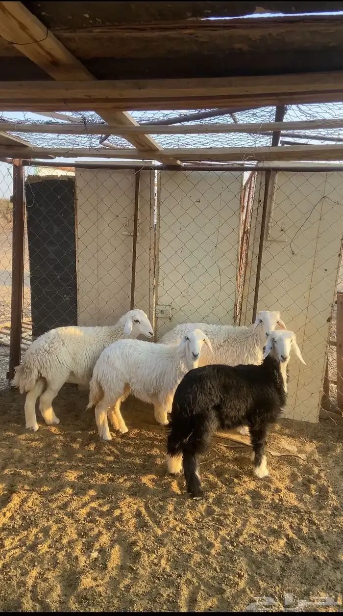 خروف جذع معه رخال 0