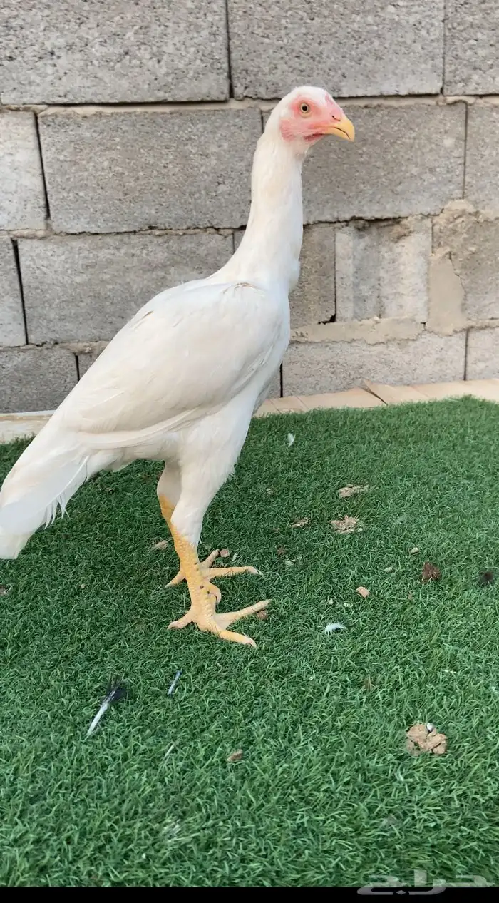 دجاجتين سندي نسل عم غبشان 1
