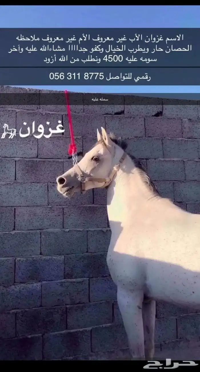 حصان شعبي سمله عليه 0