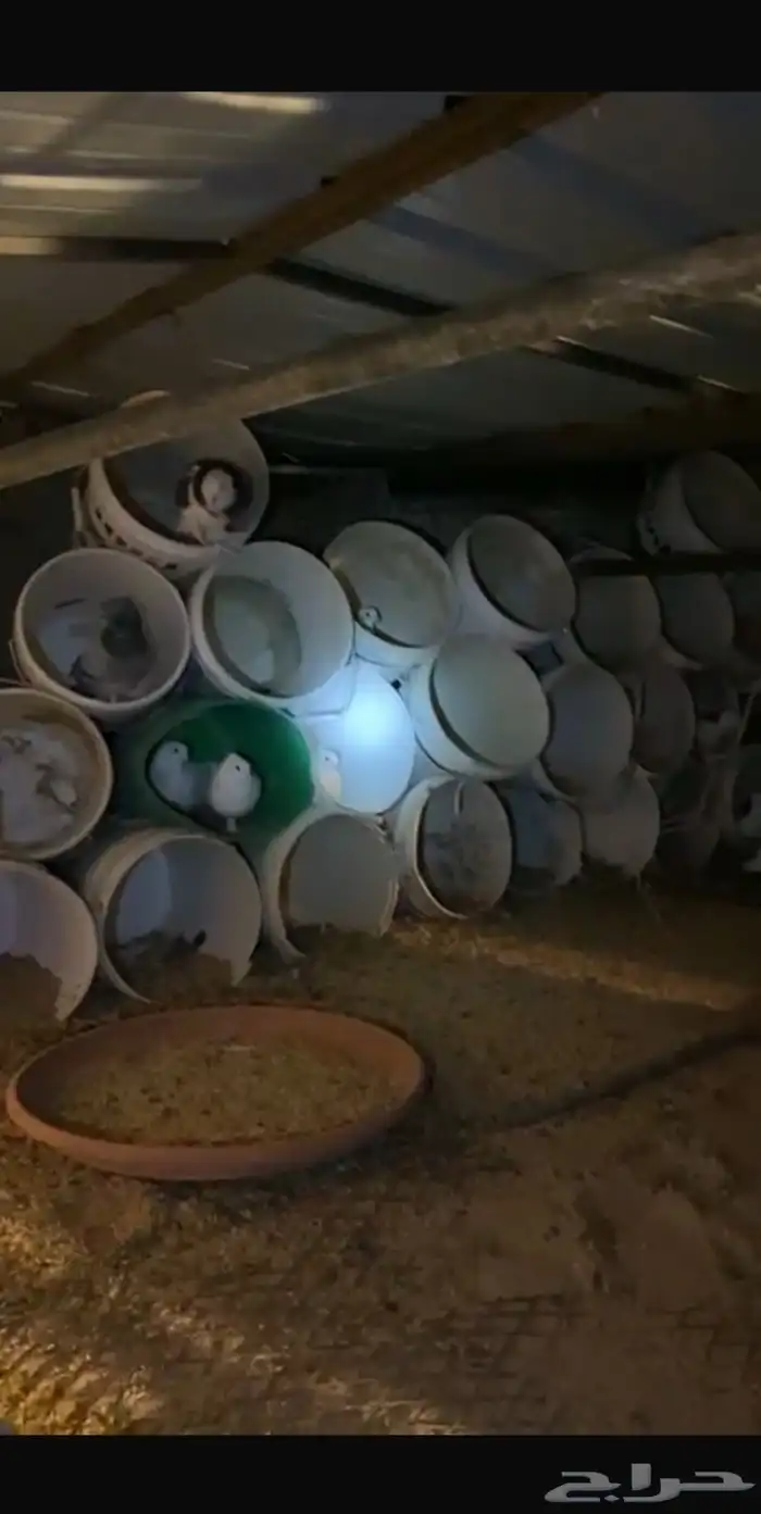 حمام كرمي وحب رمن الشراي 5