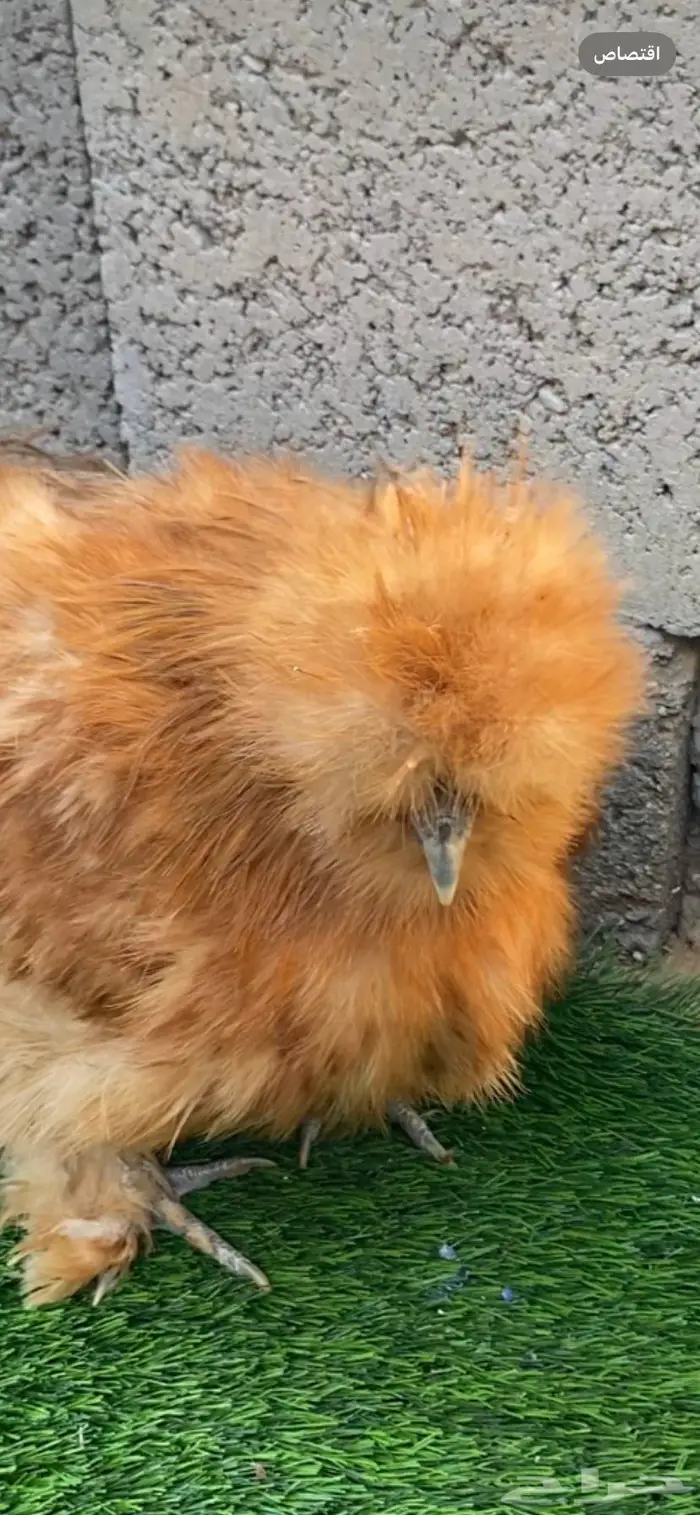 دجاج قطني سلكي 4