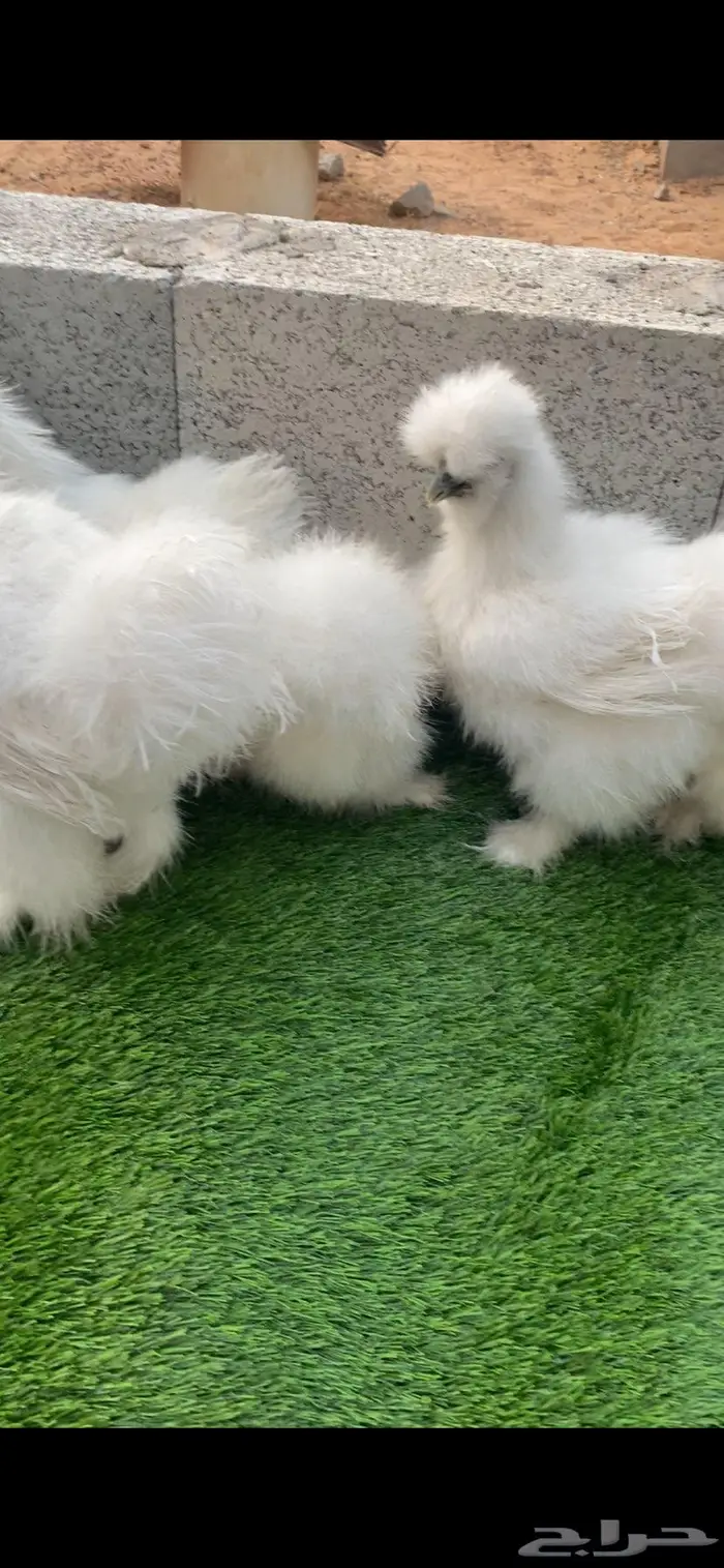 دجاج قطني سلكي 1