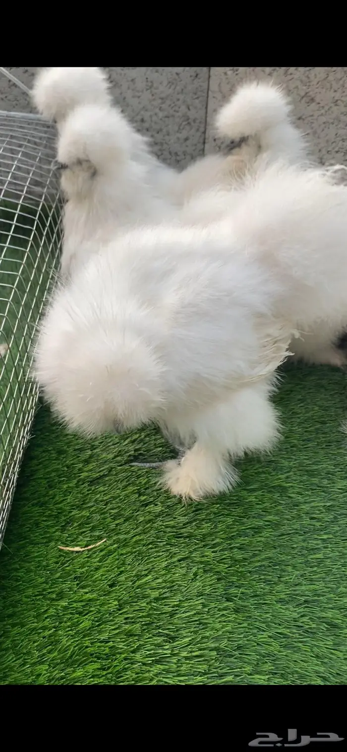 دجاج قطني سلكي 0
