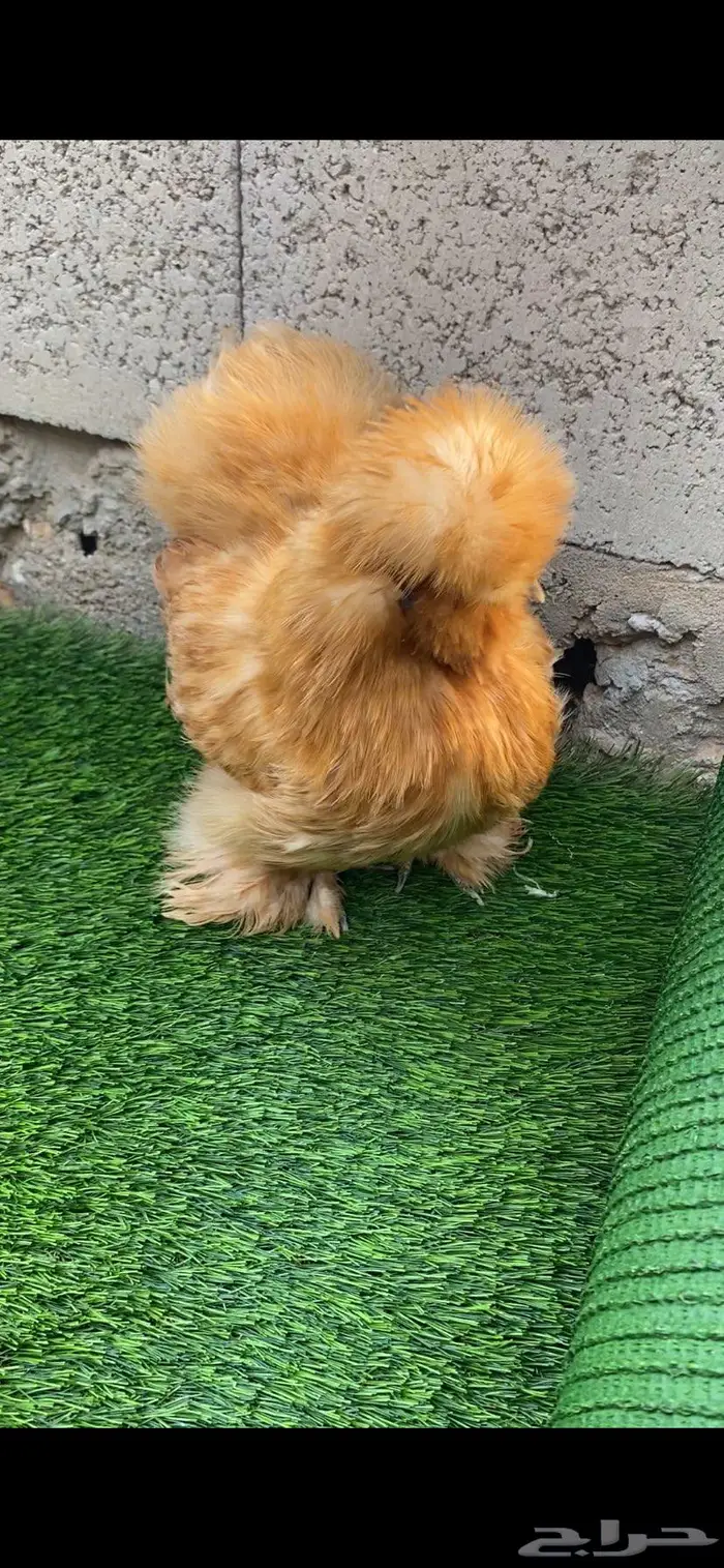 دجاج قطني سلكي 2