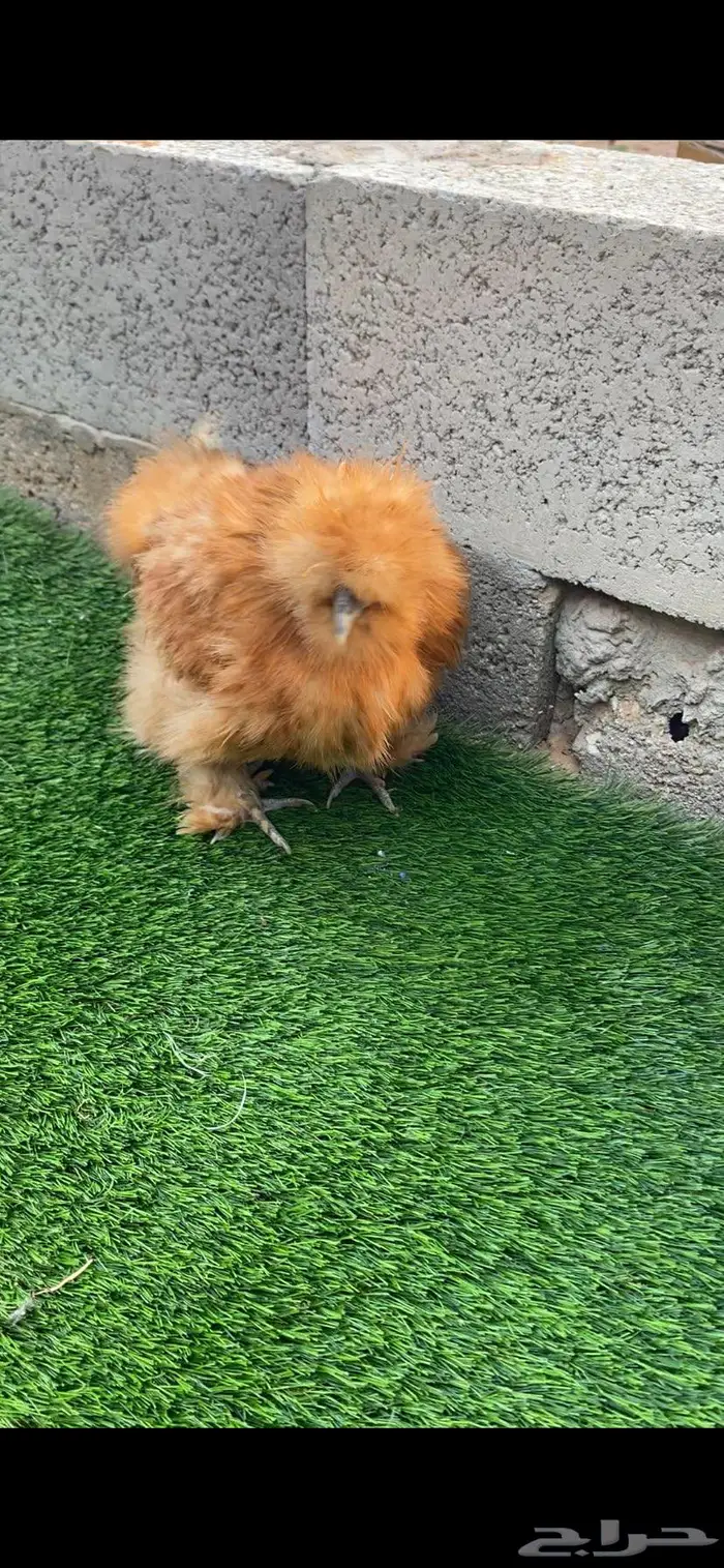 دجاج قطني سلكي 3