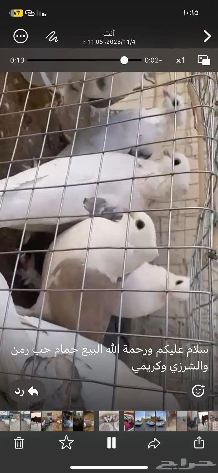 حمام كرمي وحب رمن الشراي 6