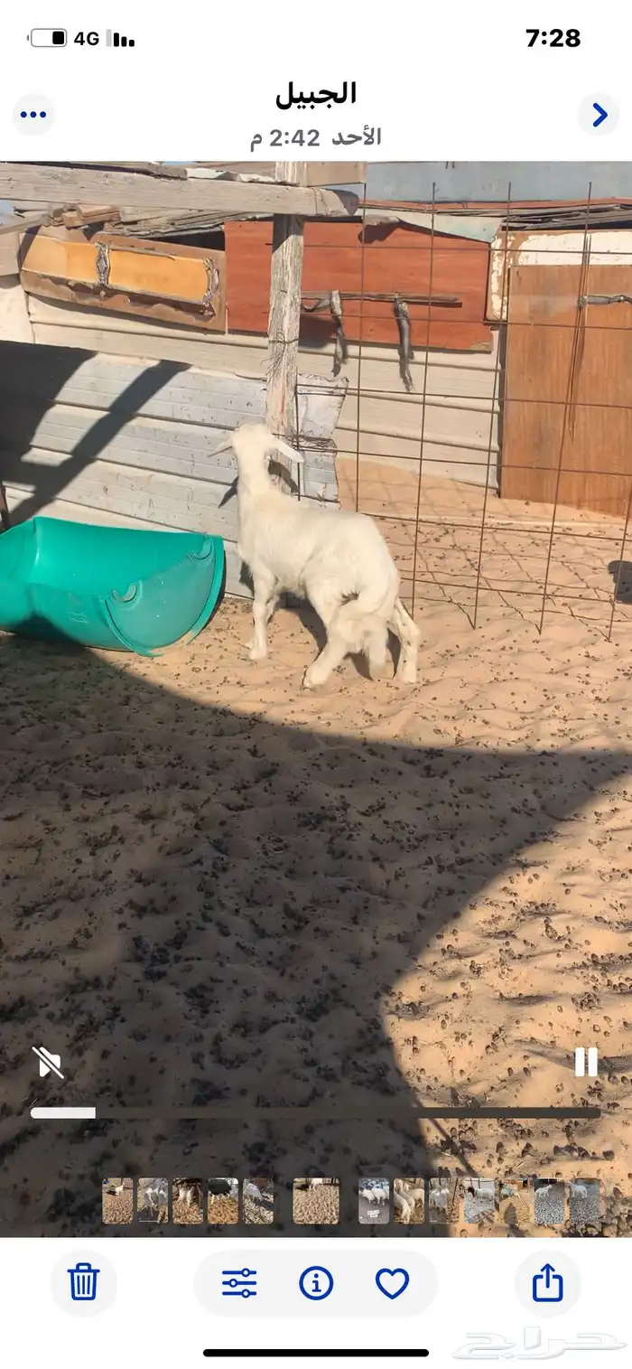 خروف هرفي 3 شهور. 0