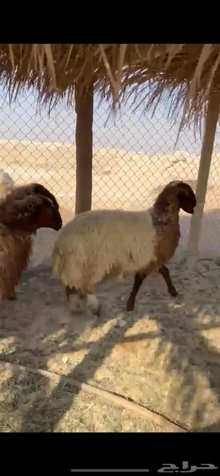 5 جذعات طيبه بالحيل 1