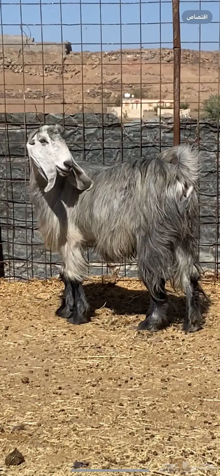 معزا بفحلها( تم البيييع ) 6