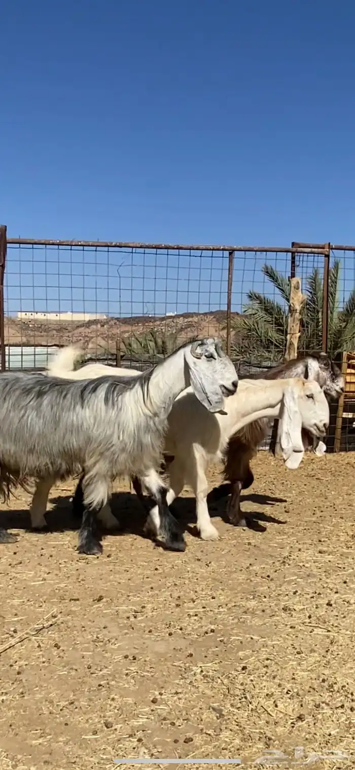 معزا بفحلها( تم البيييع ) 0