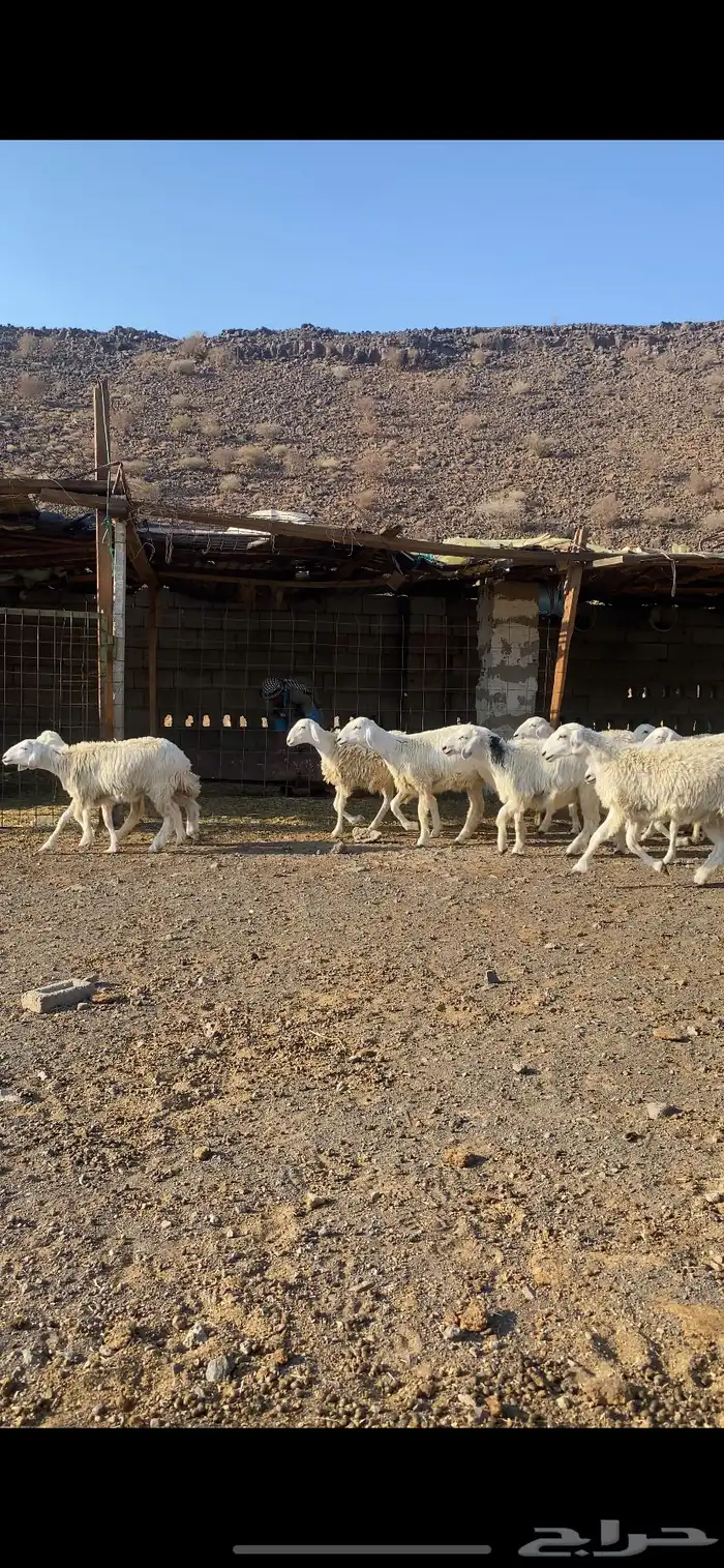 ارخال للبيع 0