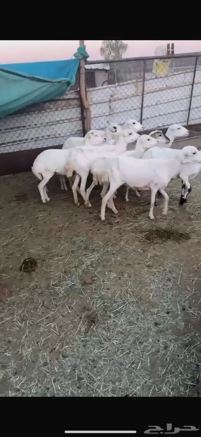 ضان رفيديه ف بلقرن 0