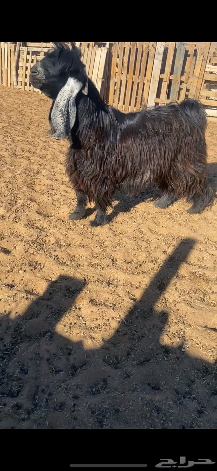 عارضي ثني فاخر 0