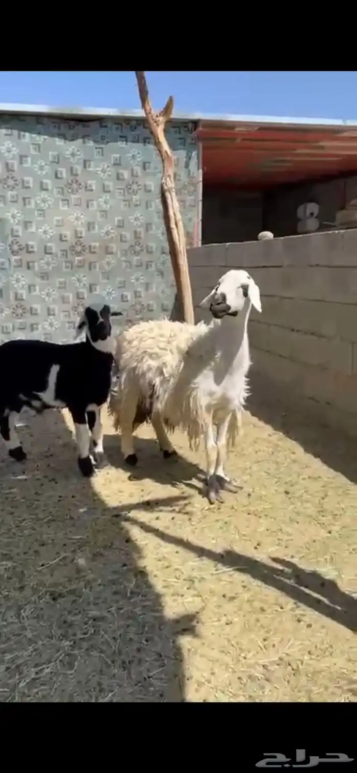 شاه والد شرط 2