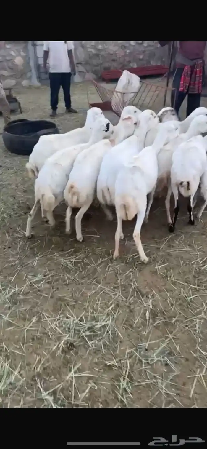 ضان رفيديه ف بلقرن 1