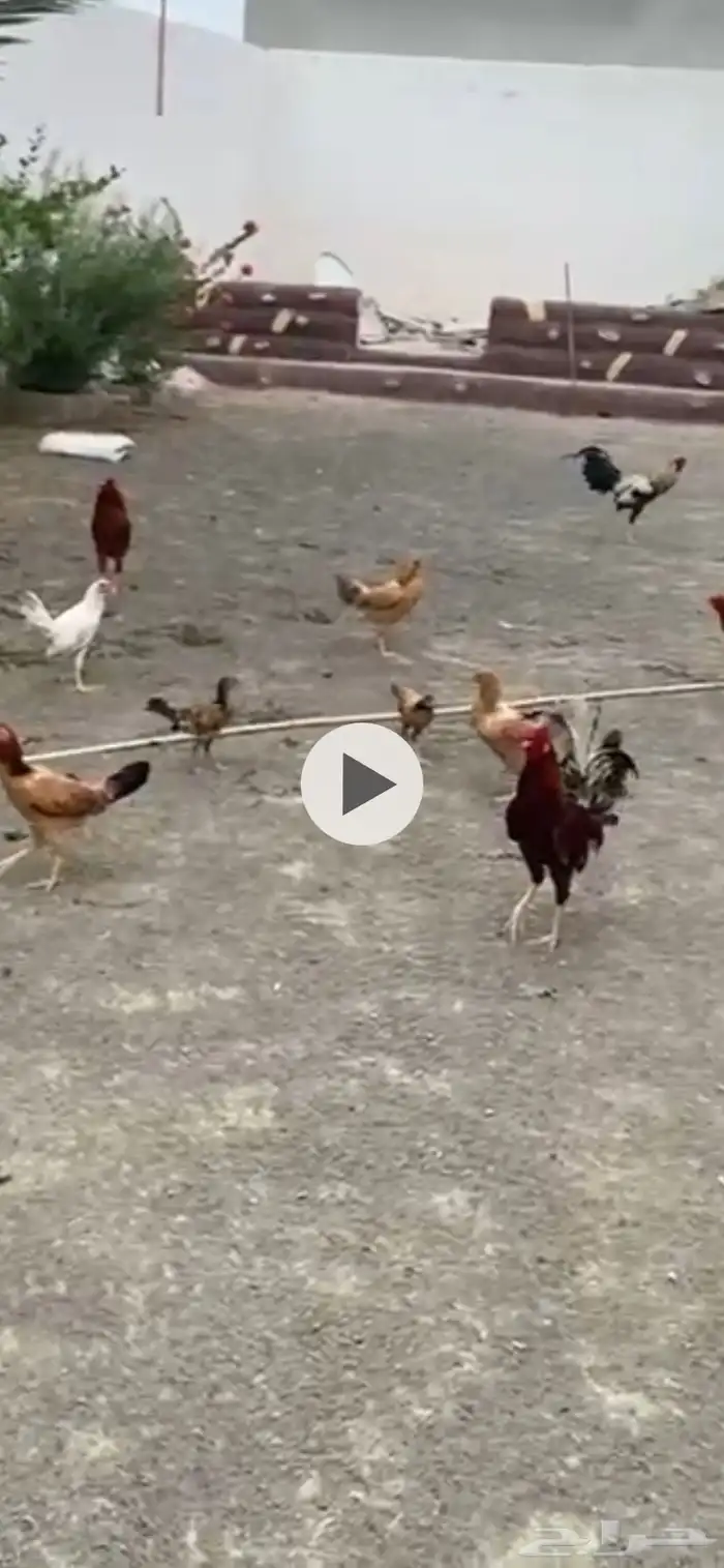 دجاج  ديوكة للبيع 0