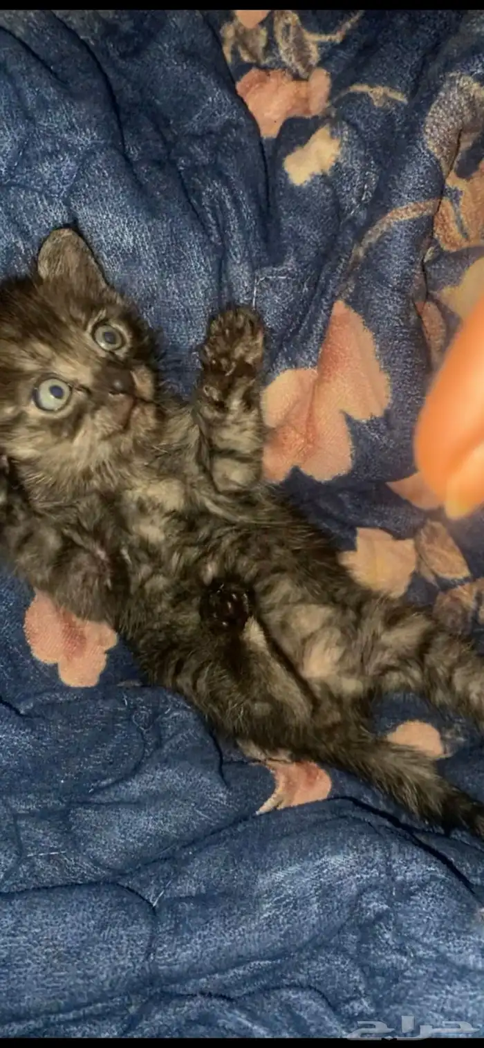 للتبني قط صغير ذكر 3