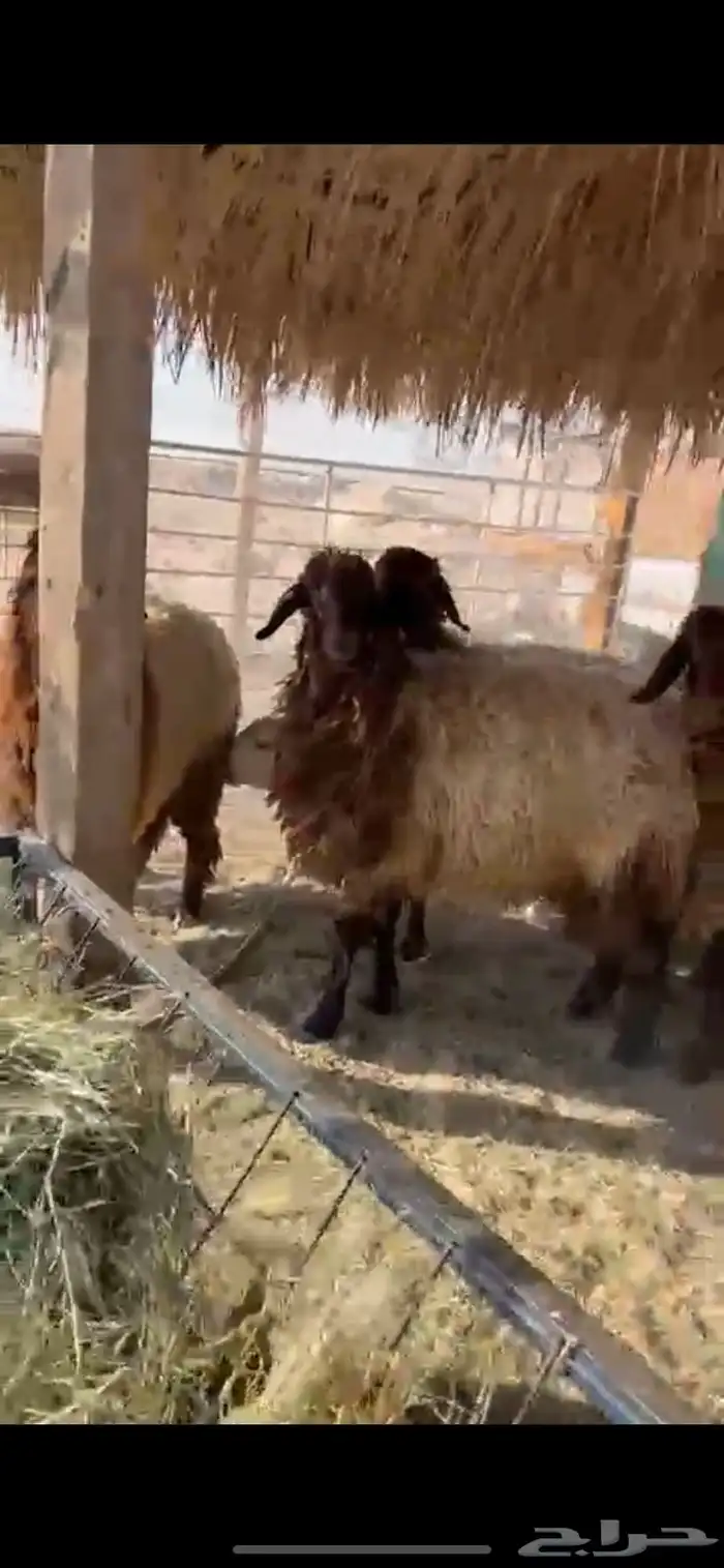 5 جذعات طيبه بالحيل 2