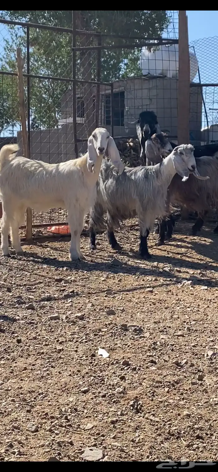 معزا بفحلها( تم البيييع ) 1