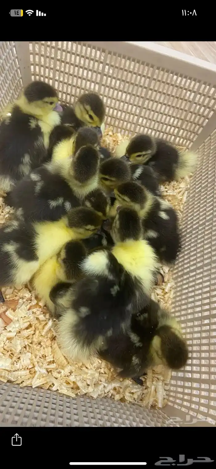 صوص بط تم البيع 0