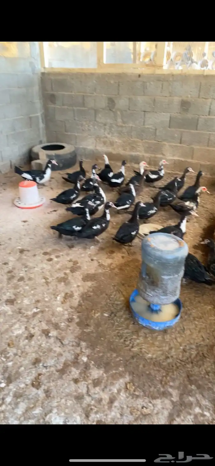 بط بلدي ورقاد ومعه دجاج فرعوني وكله رقاد ومعه فروخ وله مقطع 1