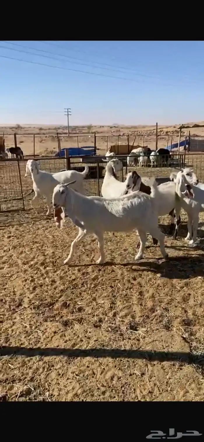 معزا مشاريك فاخره جروم واشكال 2