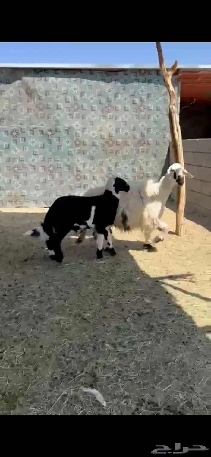 شاه والد شرط 3