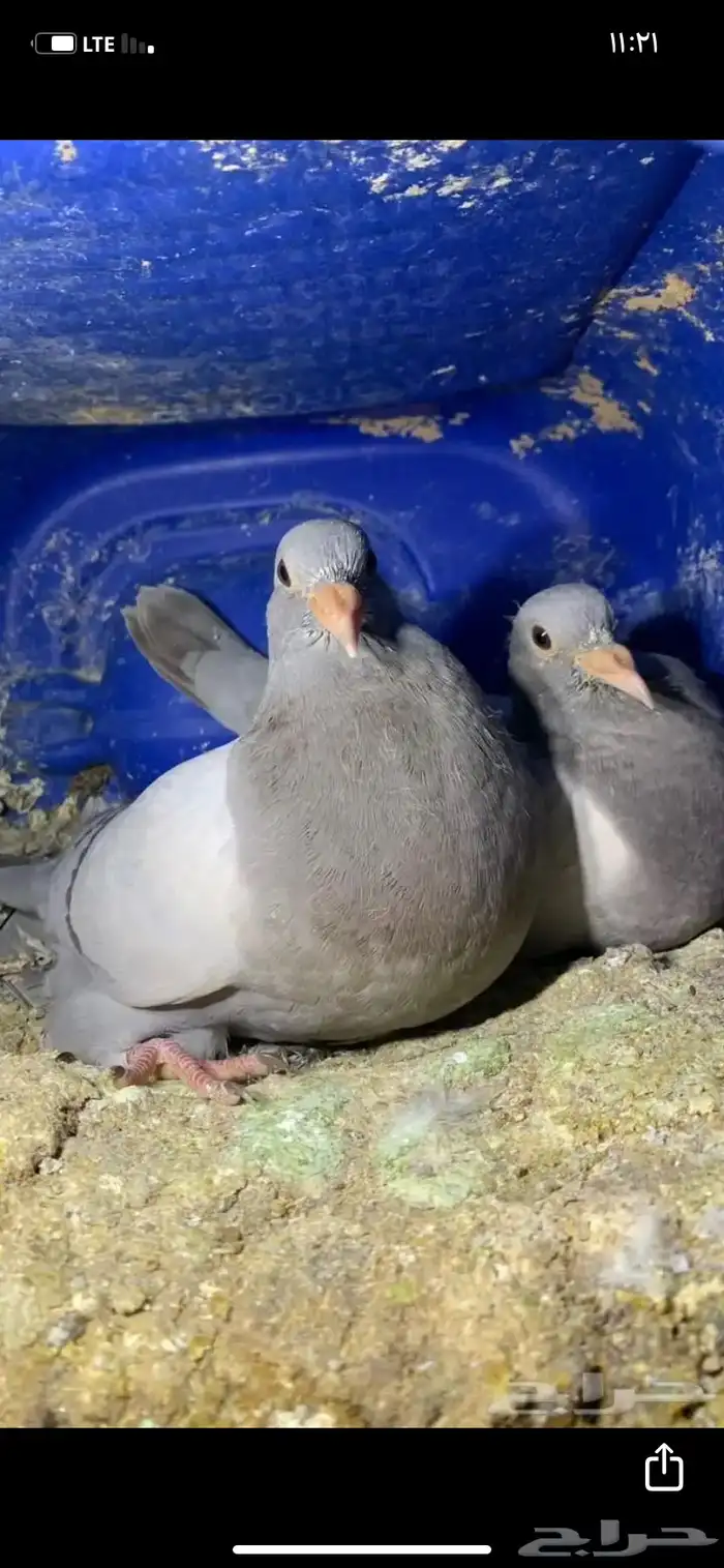 مطلوب زغليل للبيع 0