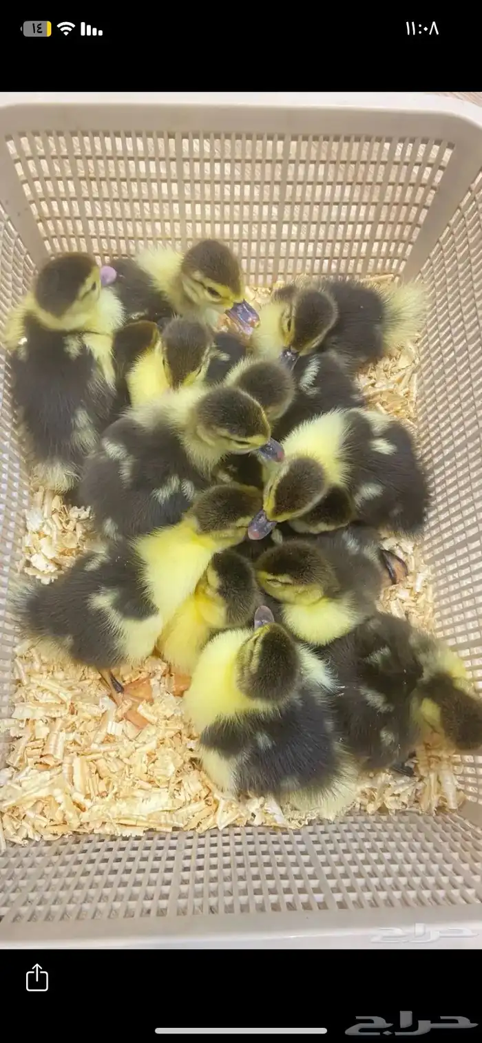 صوص بط تم البيع 1