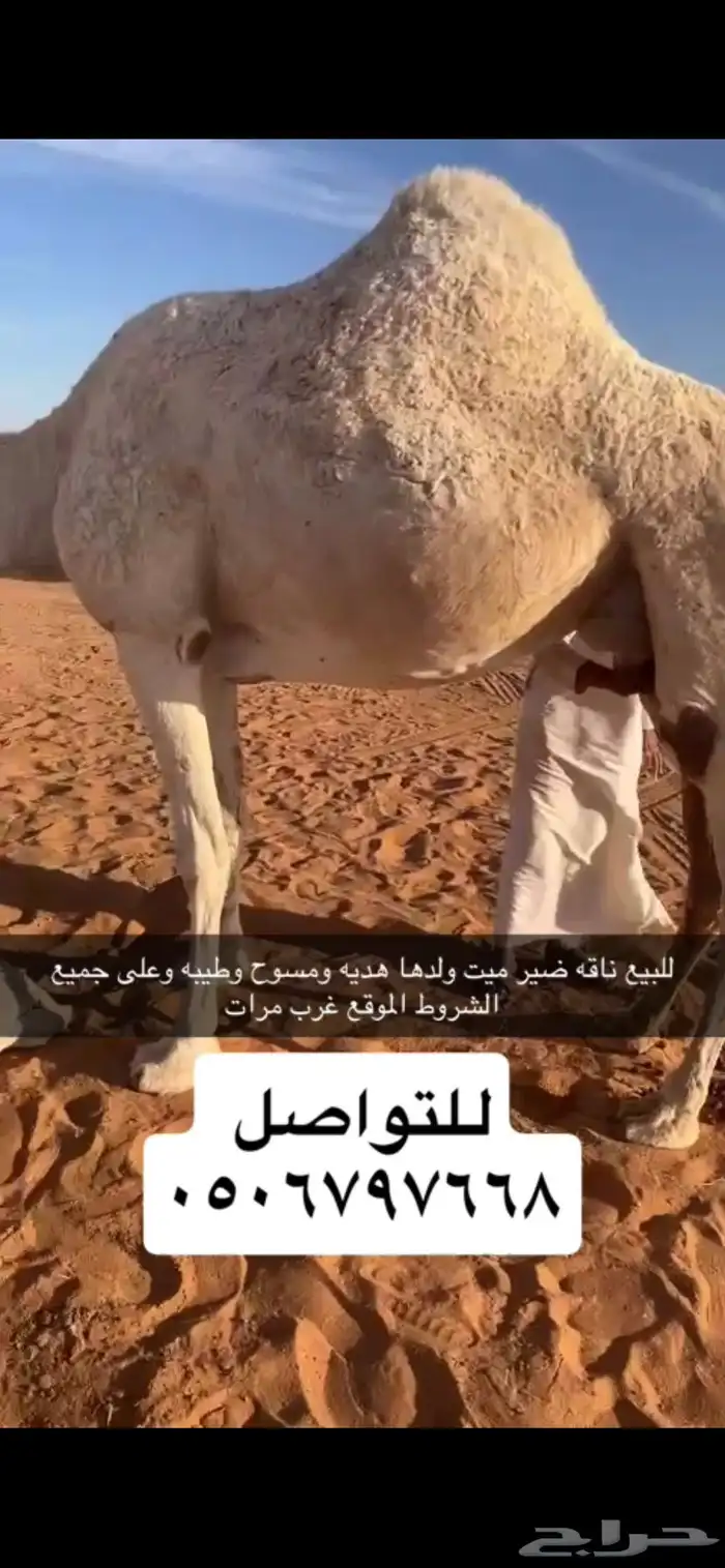 ناقه وضحا ميت ولدها 0