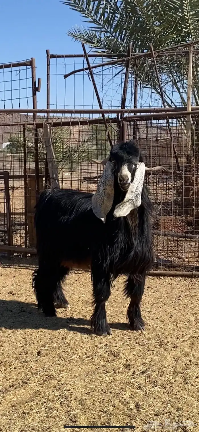 معزا بفحلها( تم البيييع ) 10