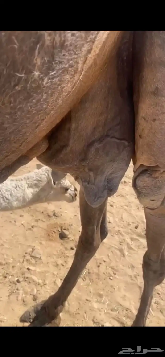 رحول ابل خلفه للبيع 2