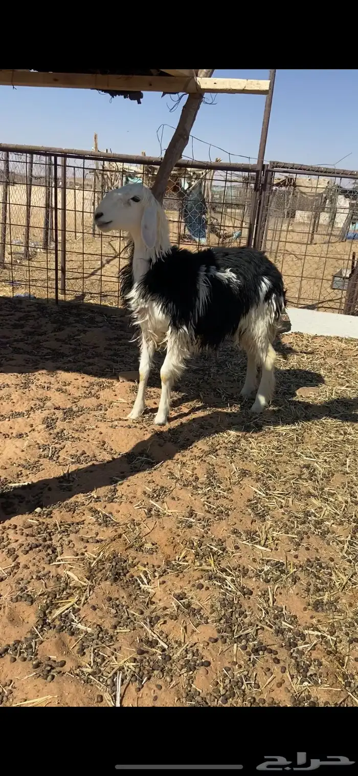 رخله جذعه طيبه 0