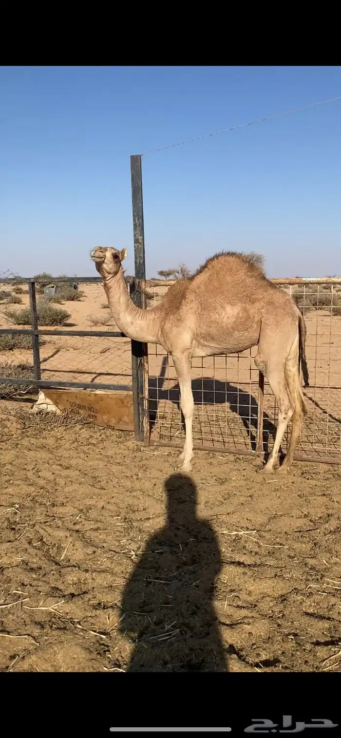 بكره على الحليب للبيع 1