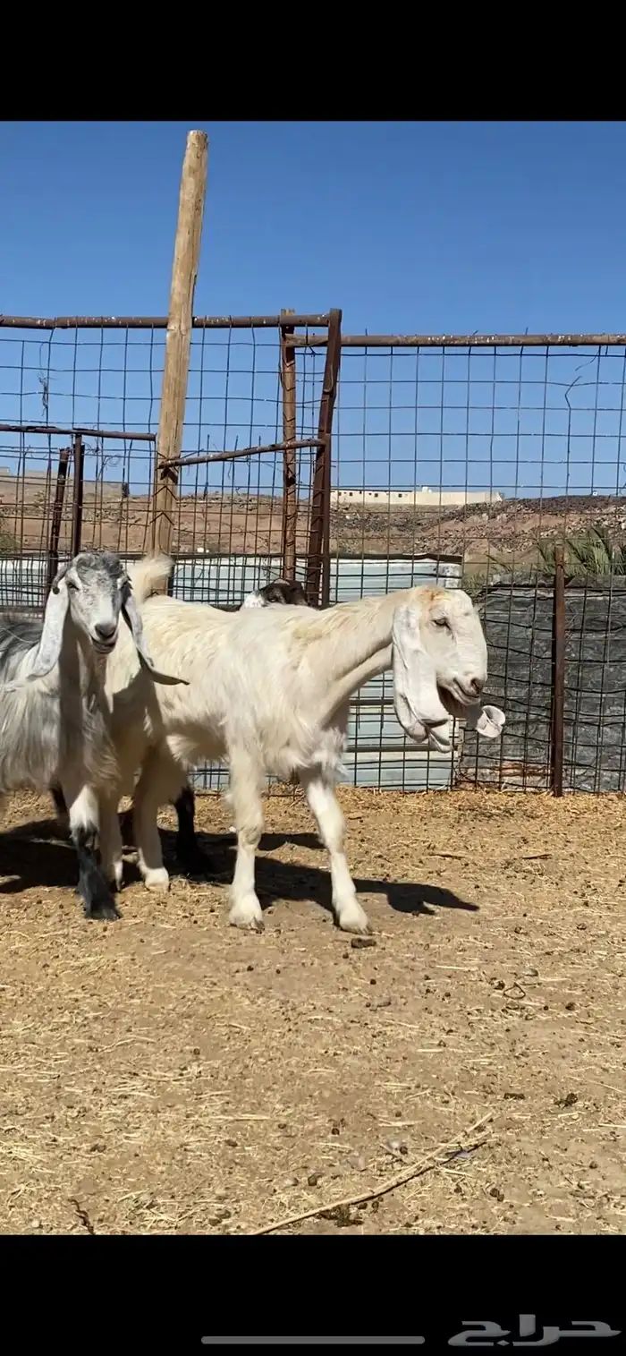 معزا بفحلها( تم البيييع ) 9