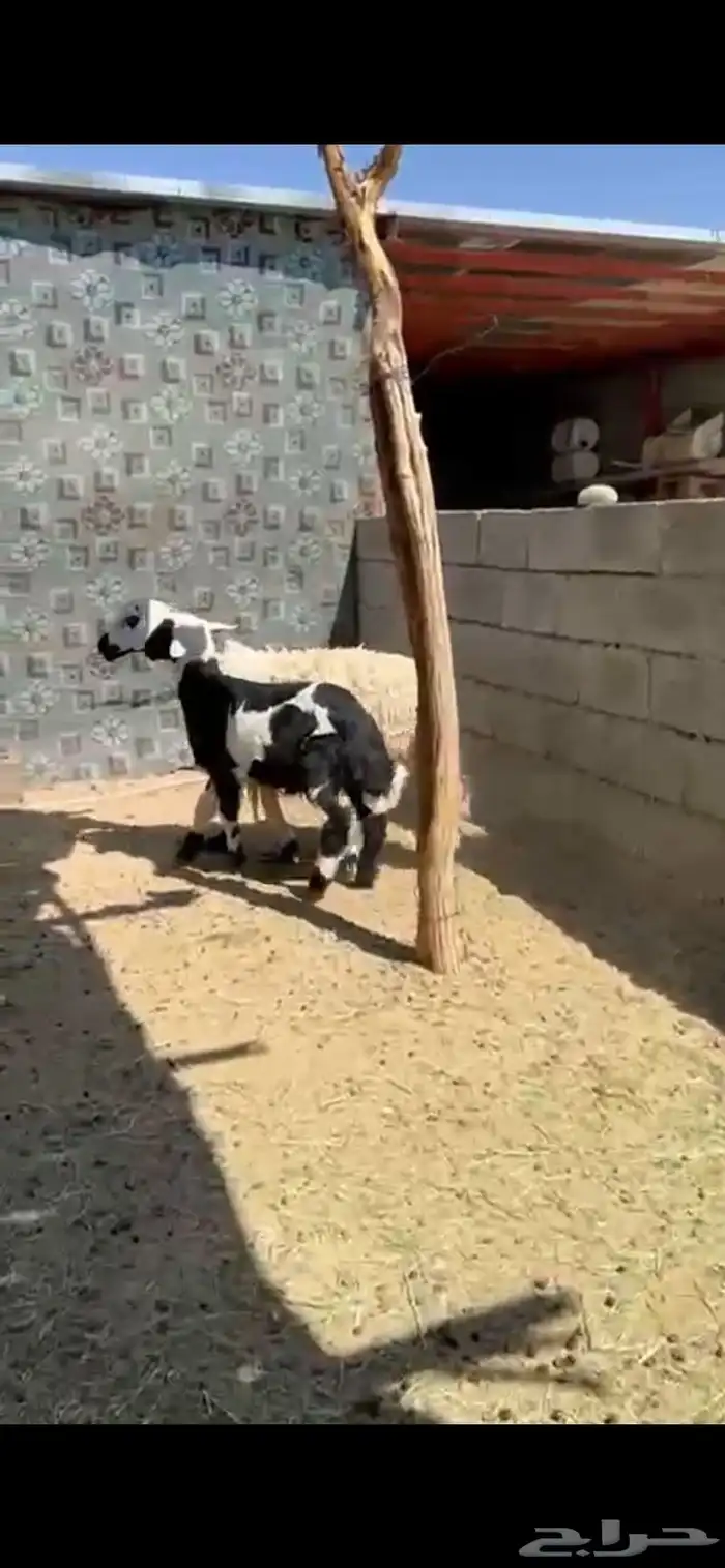 شاه والد شرط 1