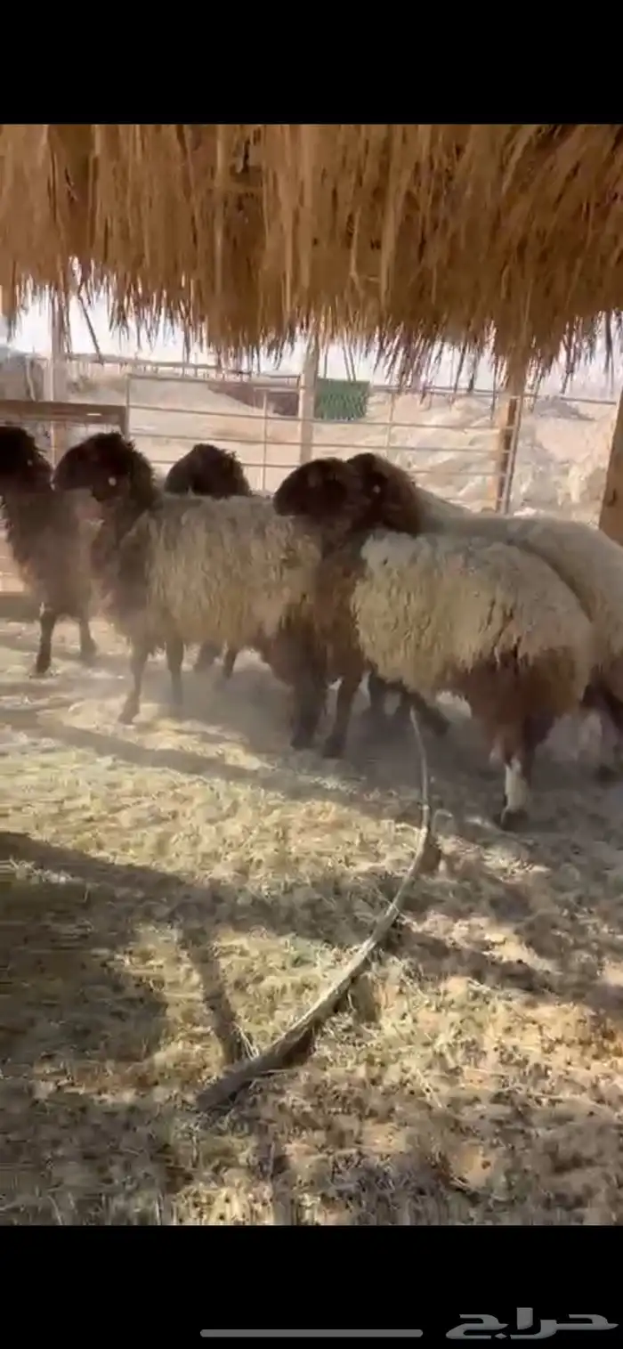 5 جذعات طيبه بالحيل 4