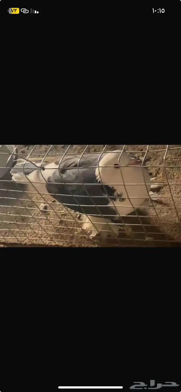 حمام كرمي وحب رمن الشراي 4